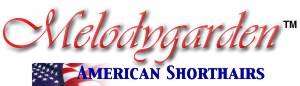 melodygarden american shorthairs